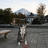 60.秋田犬蘭の訓練