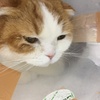 まだ入院中。