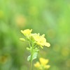 20220312 国立病院の土手　菜の花