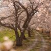 上野恩賜公園でのお花見と場所取り