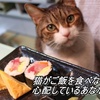 猫がご飯を食べないと、心配しているあなたに？