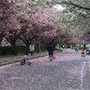 八重桜も満開の時期が過ぎたようで