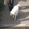 214大学犬はなちゃんの日常（その205）