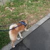 今日も行くか～！、だよ