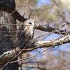 フクロウ, Ural owl