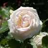 今日のバラは「ブラン・ピエール・ドゥ・ロンサール」。秋の庭の話し。