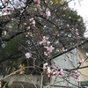 ＃上野公園の桜