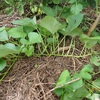 サツマイモの生育　植えてみました　Growth of sweet potatoes