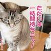 猫の聖水