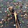 ラビちゃんのお友だち