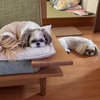 つまんないアピール？