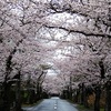 伊豆桜たび 2022年4月3日