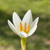 タマスダレの花が咲いたら