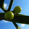 万葉植物「ほよ」