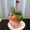 園芸の話　11月になったので