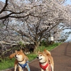 さくら満開の遊歩道