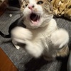 畑より直送！