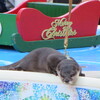 #サンシャイン水族館#クリスマス#やまと