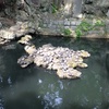 成田山 新勝寺の亀