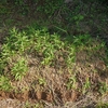 ネギ苗床除草
