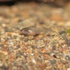 ベタの繁殖（2020/10/05）稚魚期　孵化から10日　Beta splendens breeding.Juvenile fish