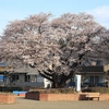 上野町第一児童公園の桜