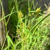 蚊帳吊草を詠んだ短歌　一昨日訪れた巽荒神．夏の「雑草」が残されていました．エノコログサ，イヌビエ，オヒシバ--．カヤツリグサと思って調べた草はショクヨウガヤツリ．カヤツリグサの仲間は全体として美しく，「雑草」と呼ぶにはもったいないかなとも思います．　　白露の朝朝しげきくさむらに蚊帳吊草の穂がすいと立つ　岡麓　　暑き日はこちたき草をいとはしみ蚊帳釣草を活けてみにけり　長塚節　　高麗に白き小瓶にカヤツリの若き幾もと涼しく乱る　窪田章一郎