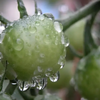 トマト 雨の整枝