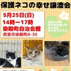 JR西宮｜2025年5月25日（日）染殿町自治会館でもふもふ西宮『保護ネコの幸せ譲渡会』が開催されます！