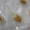 バケツ稲2023　発芽の記録