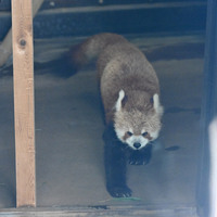 もちゃもちゃあんてな