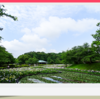 袖ヶ浦公園  梅雨の季節