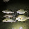 釣果【カゴぶっこみ】〜2020/7/30〜