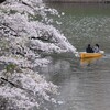 千鳥ヶ淵の桜｜開花状況 2024年4月6日（東京都千代田区）