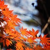 紅葉