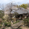 柿生・浄慶寺の梅たより