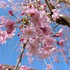 枝垂れ桜を切ってしまったその後🌸(・Θ・。)