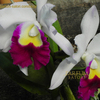 蘭⑥　カトレア　cattleya