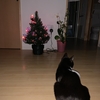 我が家にもクリスマスツリー