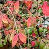 さらに紅葉したニシキギ