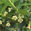 玄関横のイヌツゲ開花