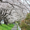 散歩コースの桜の見ごろは終末かな