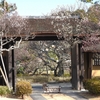 鳥撮日記　旧吉田邸の梅の開花はもう少し先ですね