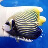 【現物3】タテジマキンチャクダイ 12cm± 海水魚 ヤッコ 15時までのご注文で当日発送【ヤッコ】