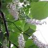 01, 06. 2018　白雲木開花