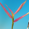 Dendrobium glomeratum　変異