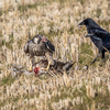 ハヤブサ幼鳥の捕食