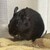 くろごまあん二世 545日目
