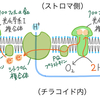 【18】光合成〜光化学反応