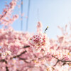 百舌鳥駅の大寒桜 ～ 前編